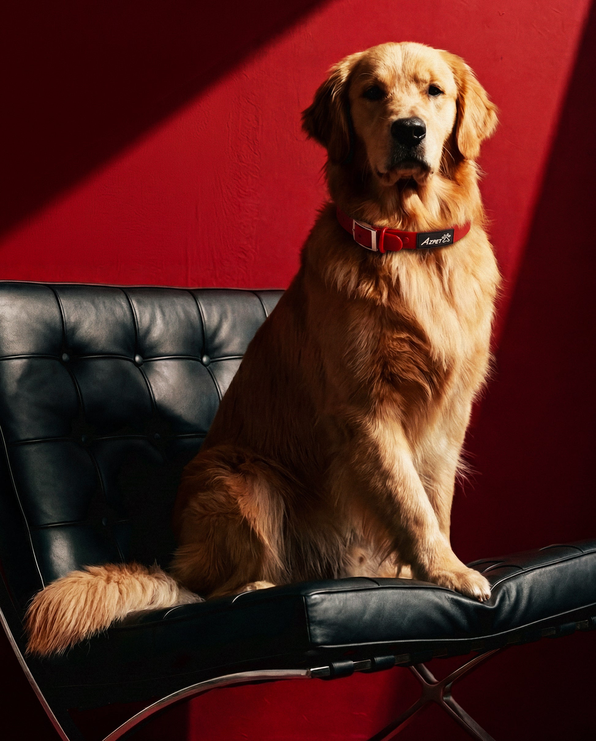 Colour Trace Dog Collar