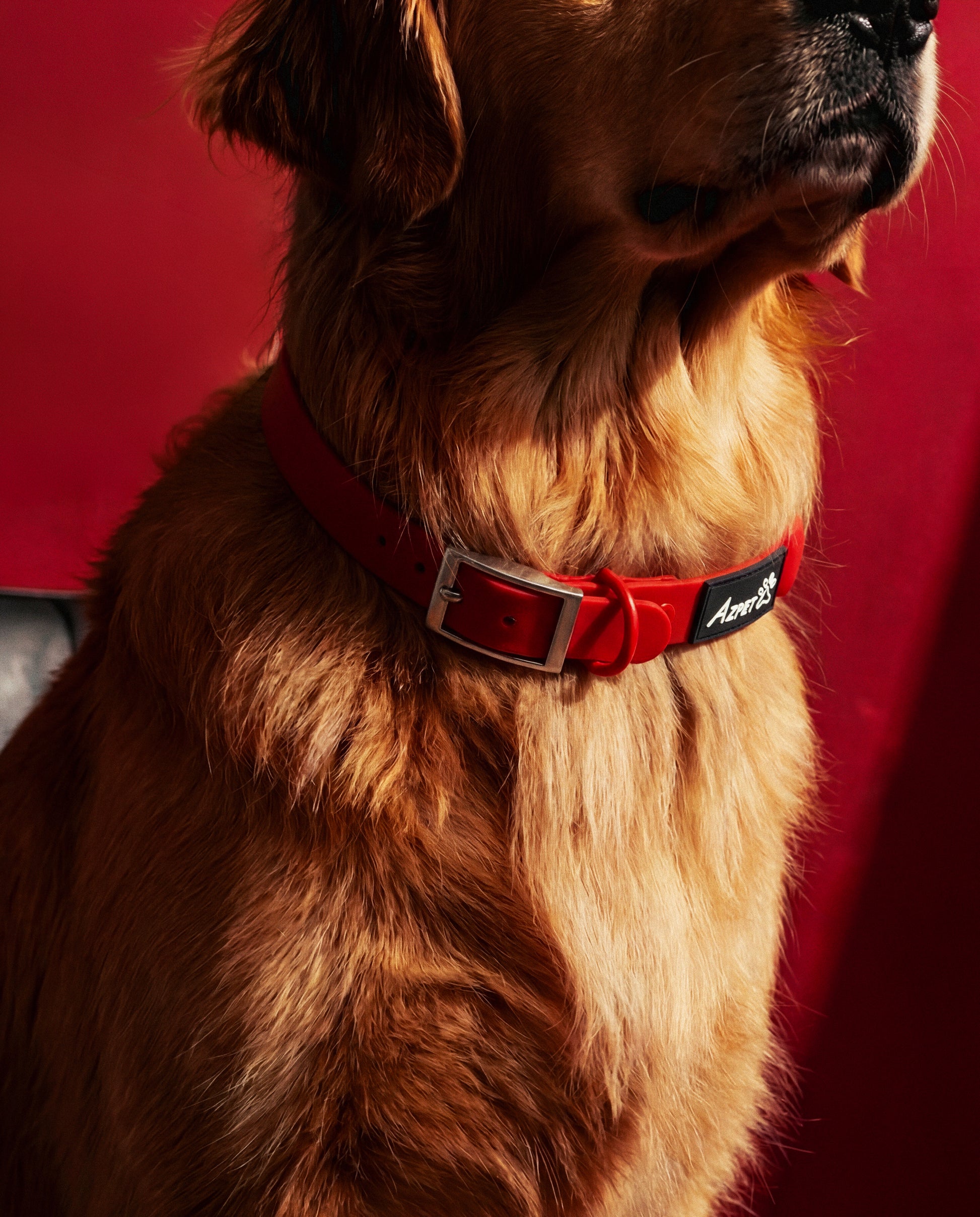 Colour Trace Dog Collar