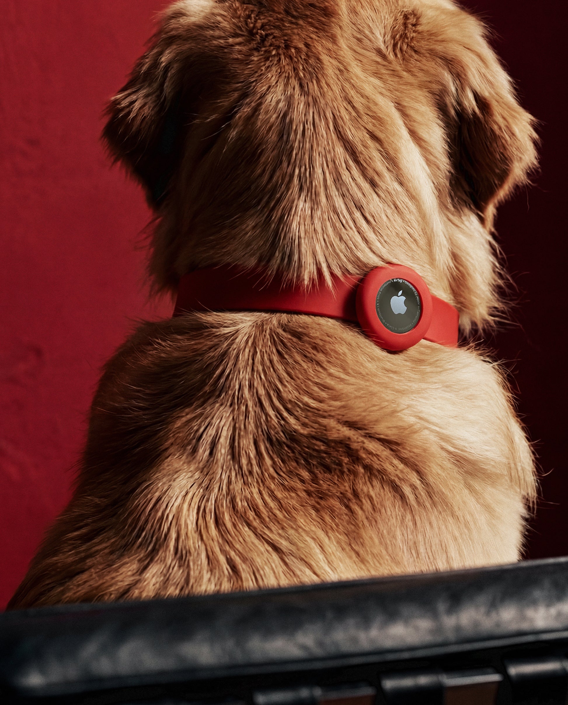 Colour Trace Dog Collar