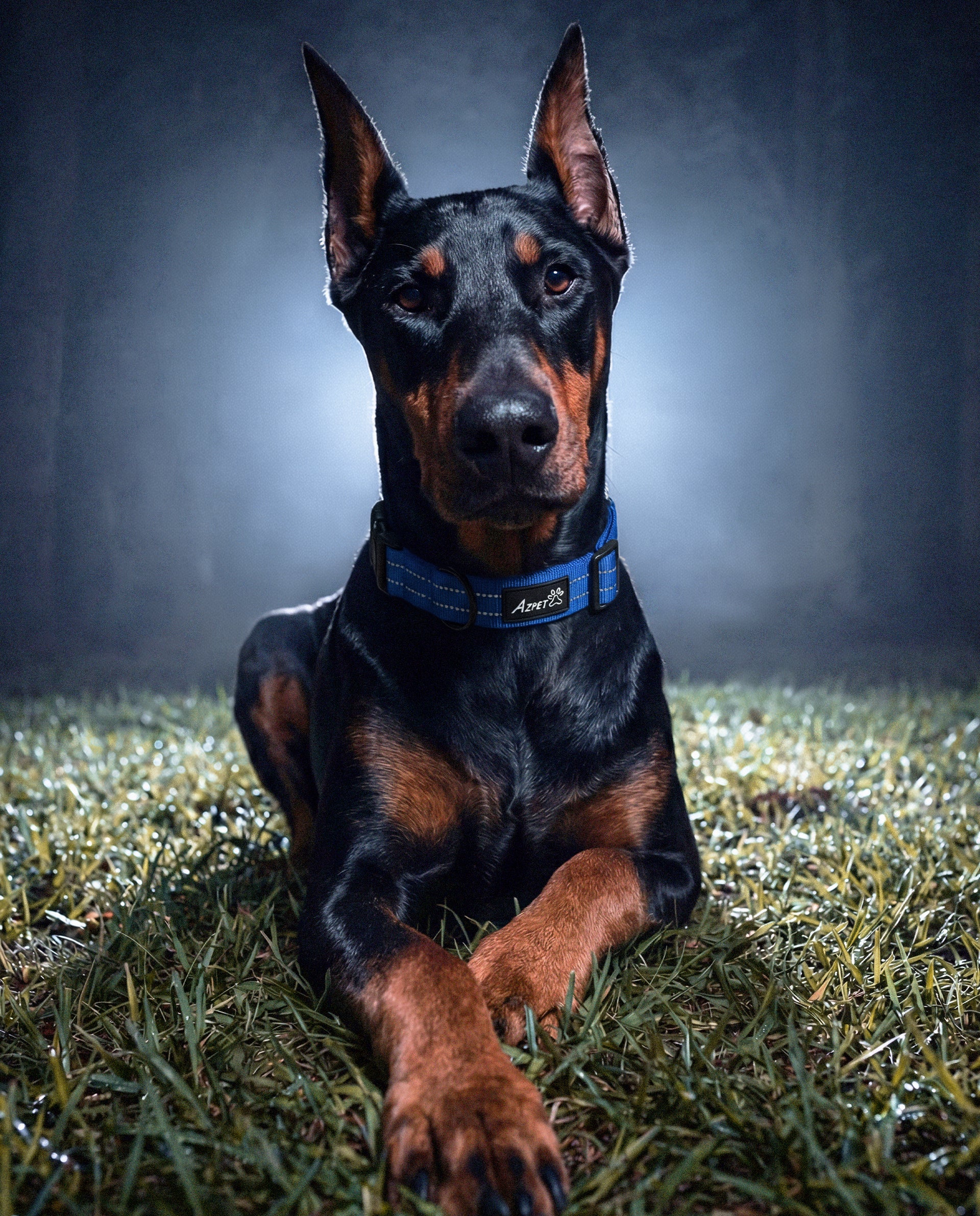 Concealed Trace Dog Collar