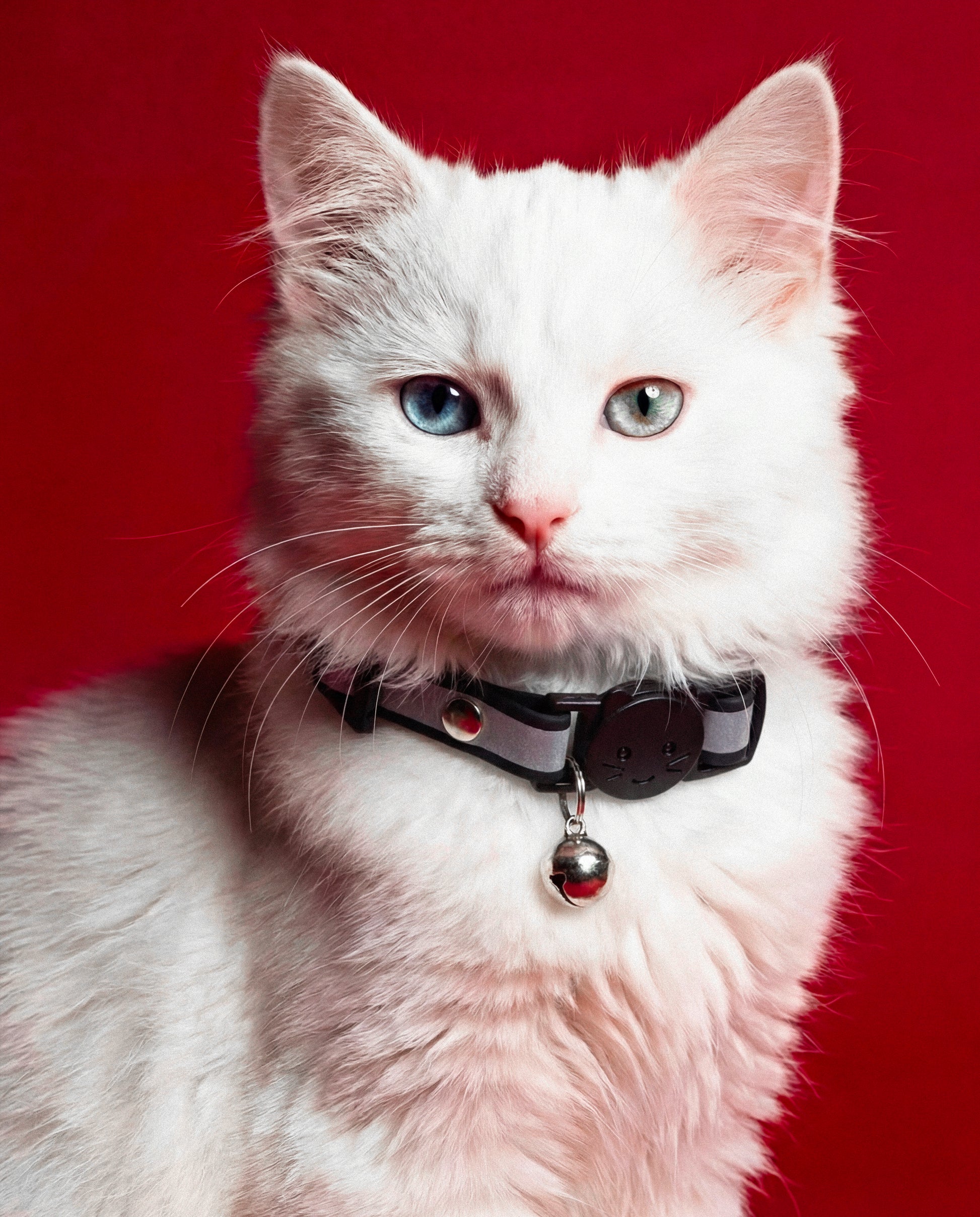 Classic Trace Reflective Cat Collar