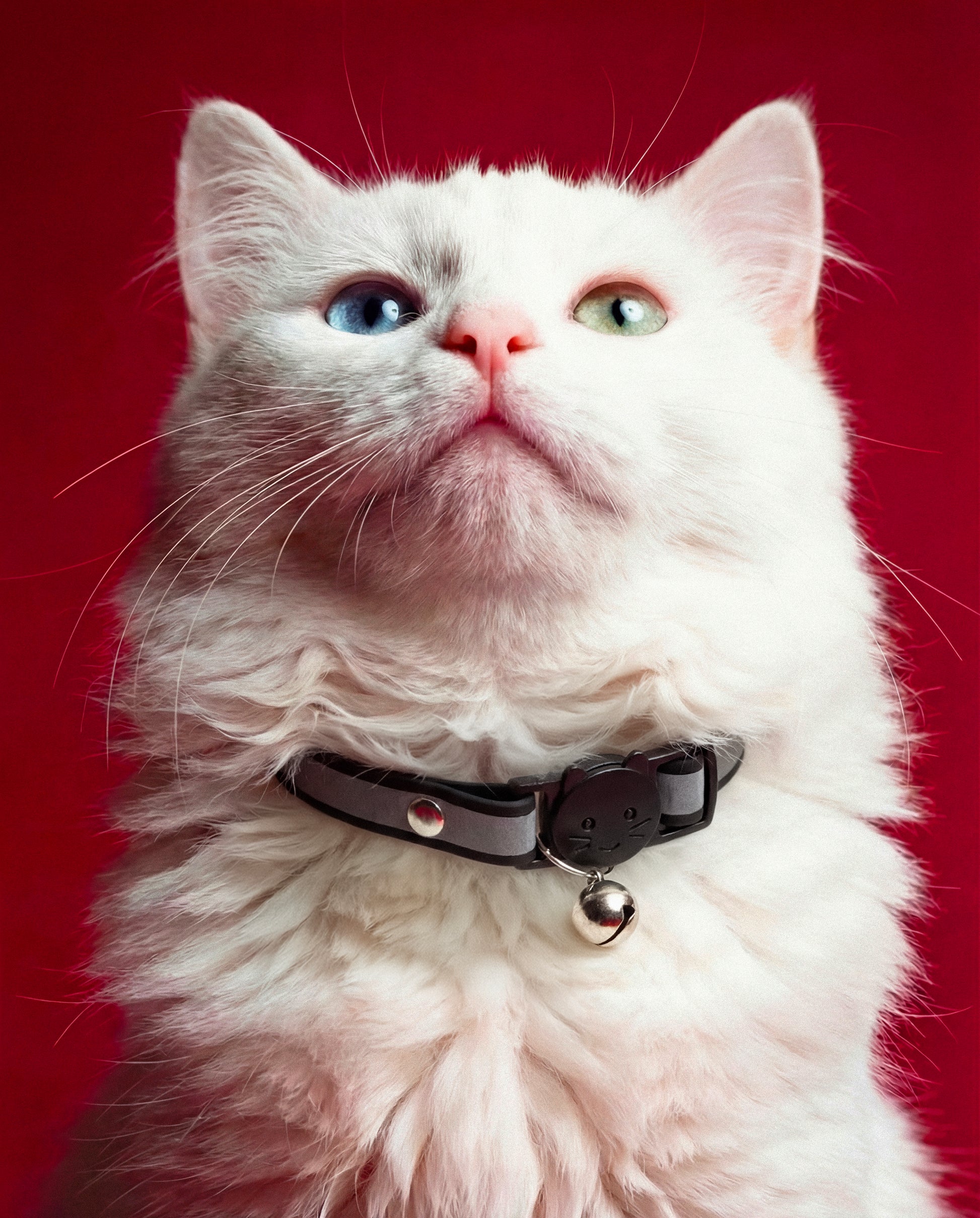 Classic Trace Reflective Cat Collar