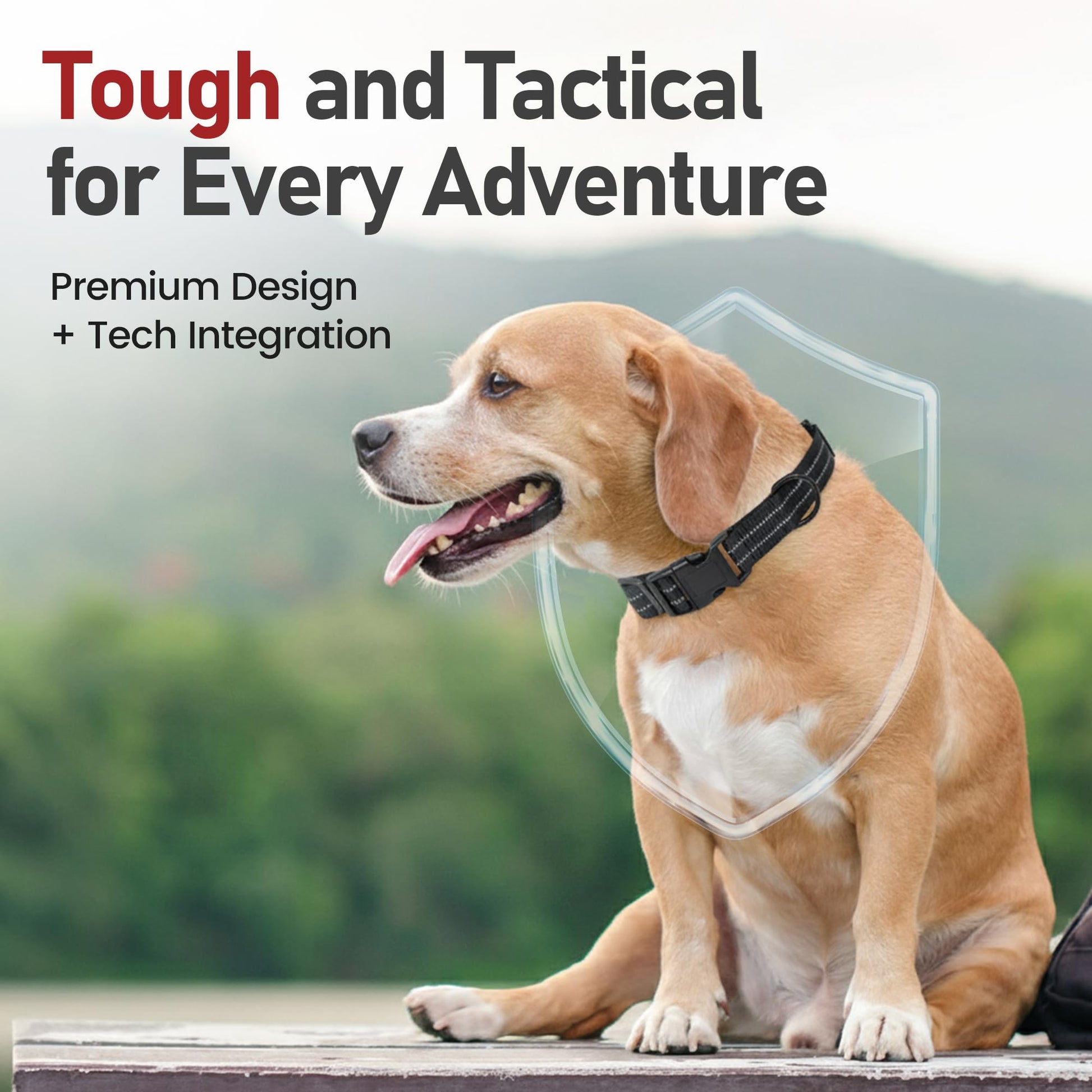 Concealed Trace Dog Collar