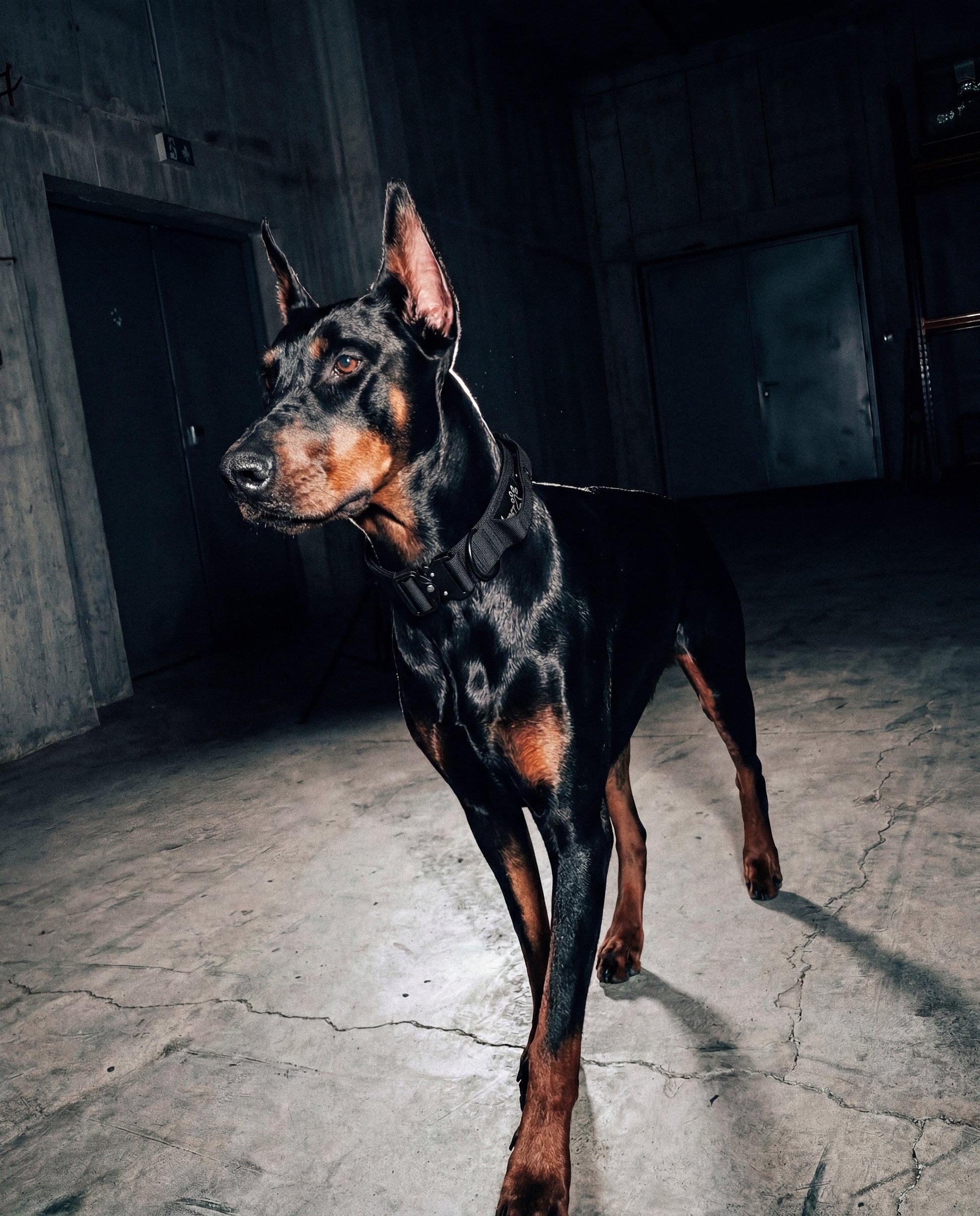 Tactical Trace 'Pocket Edition' Dog Collar