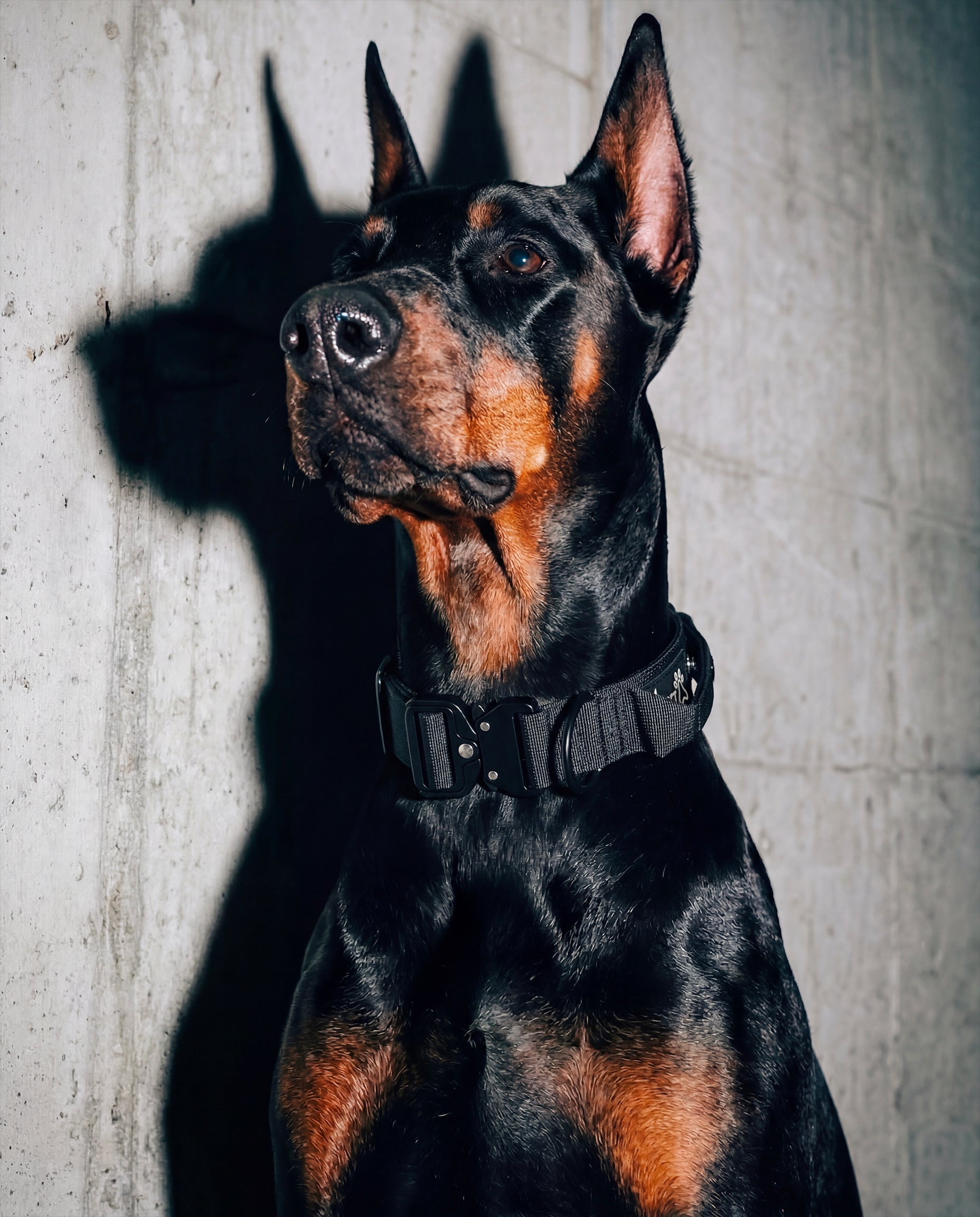 Tactical Trace 'Pocket Edition' Dog Collar