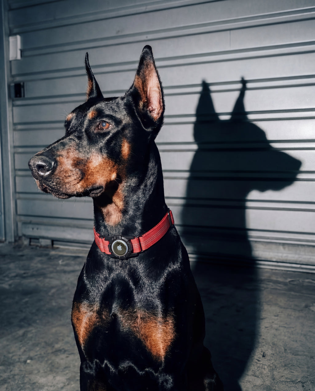 Superior Trace Dog Collar