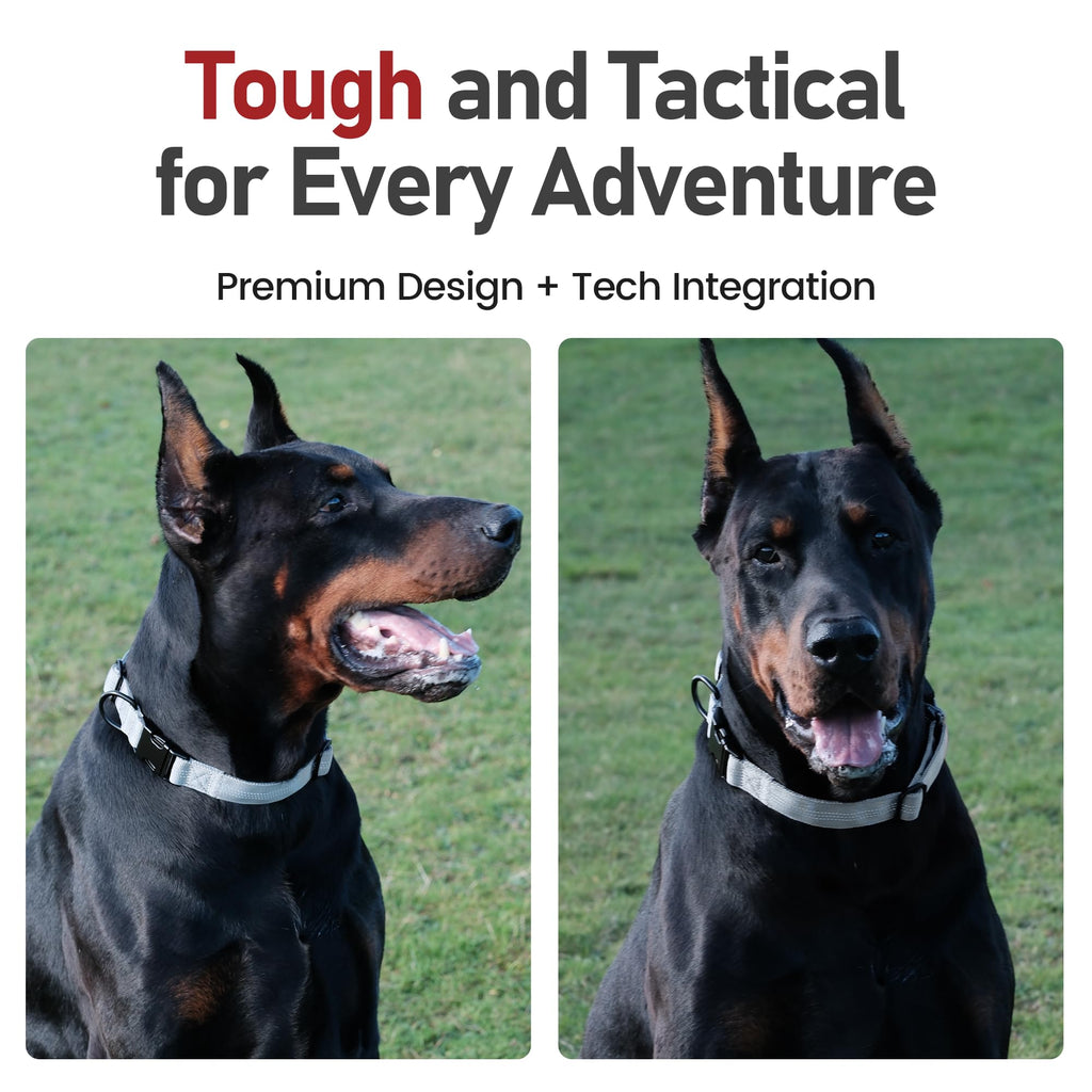 Superior Trace Dog Collar