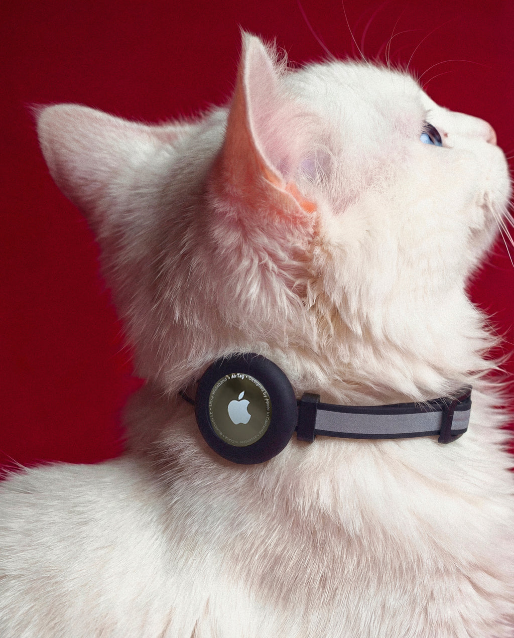 Classic Trace Reflective Cat Collar