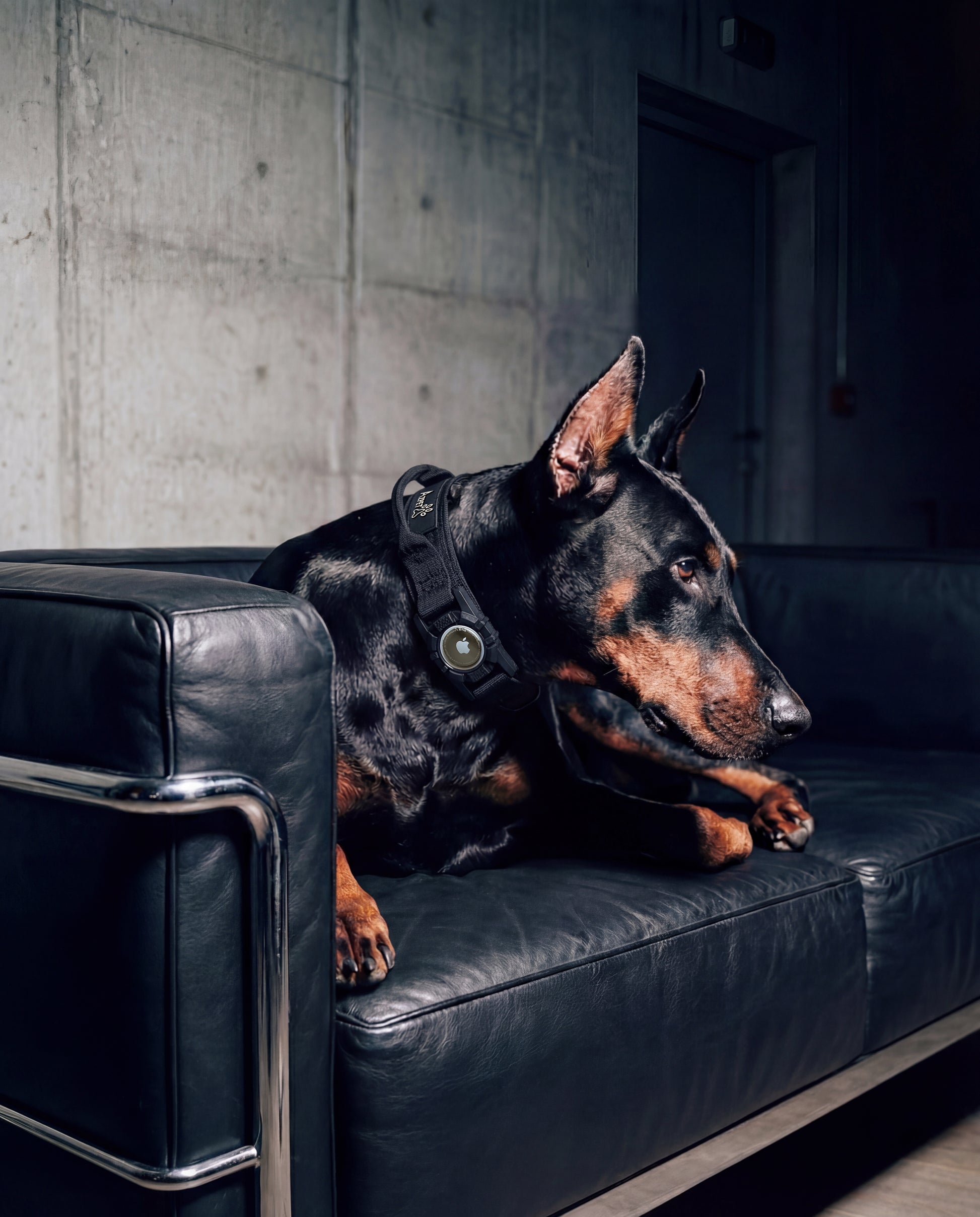 Tactical Trace Dog Collar